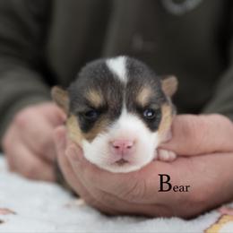 Bear - Black and tan male Pembroke Welsh Corgi puppy in Manchester, Kentucky from Riverside Corgis