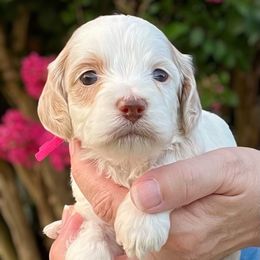 Jala - Red roan female Cockapoo puppy in Mocksville, North Carolina from Little Bear Doodles