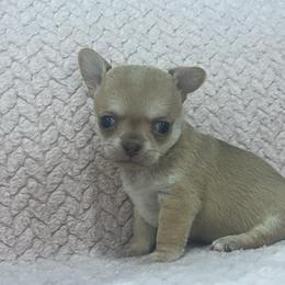 Belle - Cream female Chihuahua puppy in Fort Myers, Florida from Gulfshore Chihuahuas