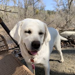Labrador Retriever All Grown Up from Chateau St. John