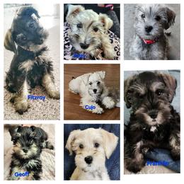 Schnoodle Puppies from Smart Schnauzers & Schnoodles