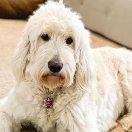 Goldendoodles from Marley & Co.