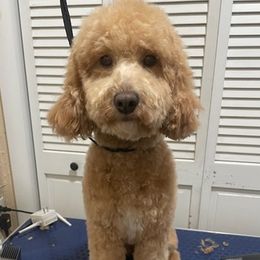 Poodles from Cache Valley Poodles