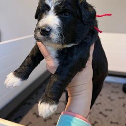Cardinal, red - Black and white male Aussiedoodle puppy in Grand Haven, Michigan from Happy Hippy Doodles