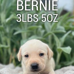 Bernie - Yellow male Dilute Retriever puppy in Puyallup, Washington from 12 Door Farm Labradors