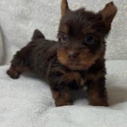 Dink - Chocolate and tan male Yorkshire Terrier puppy in Walker, Louisiana from Precious Yorkies