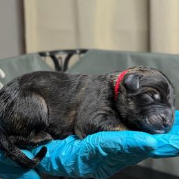 Red - Sable male German Shepherd puppy in Tennessee from Chattanooga Tn German Shepherds