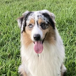 Sharpie - Australian Shepherd