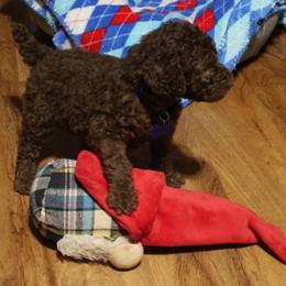 Poodle Puppies from RK'S Pets