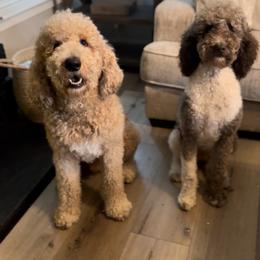 Goldendoodle puppies from HoneyBee’s Doodles and Poodles