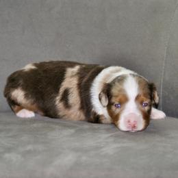 Cai - Red merle male Miniature American Shepherd puppy in Bixby, Oklahoma from Roeboat Aussies
