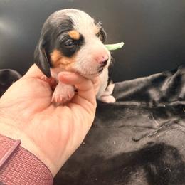 Green - Piebald female Dachshund puppy in South Fulton, Tennessee from Stiles' Mini Doxies