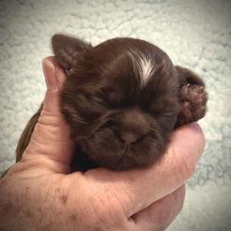 Chevy - Chocolate male Shih Tzu puppy in Tallahassee, Florida from Bows and Bow Ties