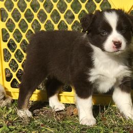 "Mary Kate (now Willow)" Miniature Australian Shepherd Puppies from Eldorado Ranch Mini Aussies