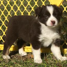 "Mary Kate (now Willow)" Miniature Australian Shepherd Puppies from Eldorado Ranch Mini Aussies