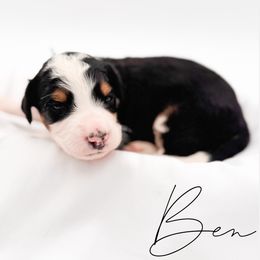 Ben - Tri-color male Bernedoodle puppy in Tipton, Indiana from Country Creek Doodles