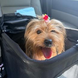 Fancy - Yorkshire Terrier