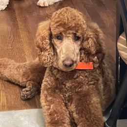 Grace - Poodle