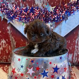 Belle - Chocolate female Shih Tzu puppy in Success, Missouri from Sweet Success