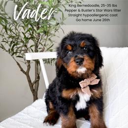 Vader - Tri-color male Bernedoodle puppy in South Jordan, Utah from Wonderful World Doodles