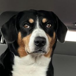 Eva - Entlebucher Mountain Dog