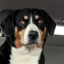 Eva - Entlebucher Mountain Dog