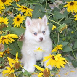 Cinnamon - Red and white male Pomsky puppy in Stockton, Utah from Mischa Nelson