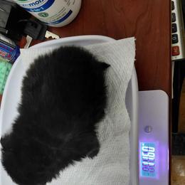Boy 1 - Black parti male Pomeranian puppy in Linwood, North Carolina from My Tiny Paws
