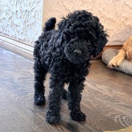 Chunk - Black male Poodle puppy in Centralia, Illinois from Brick Hill Ranch