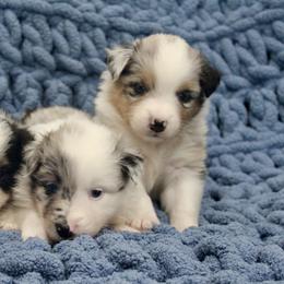 Australian Shepherd Puppies from Crofford’s Pretty Pups