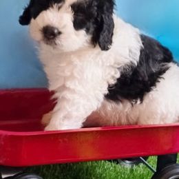 Bernedoodle and Sheepadoodle Puppies from Doodlebuds