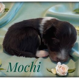 Mochi - Black white and tan male Shetland Sheepdog puppy in Minnesota from Sheltie Puppies