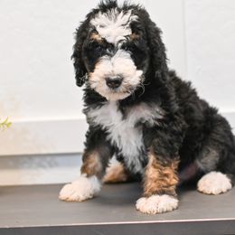Bernedoodle and Goldendoodle Puppies from Sun Valley Goldendoodles