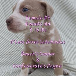 FEMALE  - 3 - Yellow merle female Catahoula Leopard Dog puppy in Perry, Florida from O'Leos' Acres Catahoulas