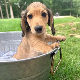 Sprout - Cream male Dachshund puppy in Crossville, Tennessee from Golden Mini Farm