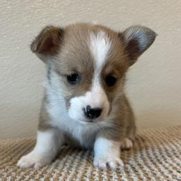 DOUGIE - Sable male Pembroke Welsh Corgi puppy in Hinton, Oklahoma from Green Cloud Ranch