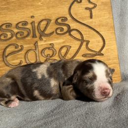 Aurora - Red merle female Australian Shepherd puppy in Litchfield, New Hampshire from Aussies Edge Farm