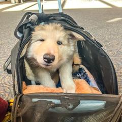 Native American Indian Dog Puppies from Seven Sisters Canids