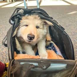 Native American Indian Dog Puppies from Seven Sisters Canids