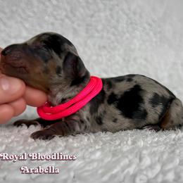 Arabella - Dapple female Dachshund puppy in Wooldridge, Missouri from Royal Bloodline Canines