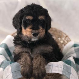 Pixel - Tri-color male Bernedoodle puppy in Phelan, California from PuppyPaws4U