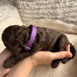 Purpple - Chocolate female Labradoodle puppy in Chula Vista, California from Coastal Cocoa Labradoodle