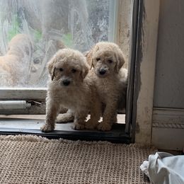 Poodle Puppies from Poodle Palace 918
