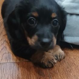 Princess - Black and cream female Dachshund puppy in Salome, Arizona from Boopenstein Doxies