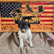 Girl 4 - Blue belton and tan (tri-color) female English Setter puppy in Potosi, Wisconsin from Point and Flush Gun Dogs