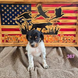 Girl 4 - Blue belton and tan (tri-color) female English Setter puppy in Potosi, Wisconsin from Point and Flush Gun Dogs
