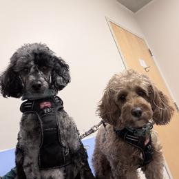 Cockapoo puppies from M&M Cockapoos