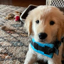 Golden Retrievers from Lake Gaston Goldens