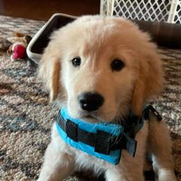 Golden Retrievers from Lake Gaston Goldens