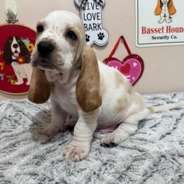 Sonny - Red and white male Basset Hound puppy in Pilot Mtn, North Carolina from Lowdown Love Basset Hounds